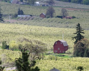 新緑のHood River-Panorama Pointより-4672-1-2