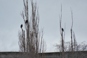 Blad eagle - The Dalles Dam-3016