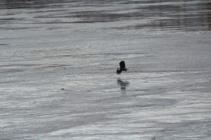 Blad eagle - The Dalles Dam-3019