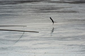 Blad eagle - The Dalles Dam-3023