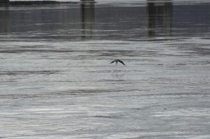 Blad eagle - The Dalles Dam-3026