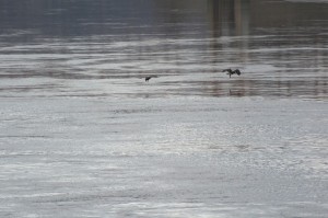 Blad eagle - The Dalles Dam-3028