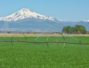 Mt Jefferson-Madras南部より-7583