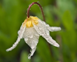 Avalanche Lily-9282-1