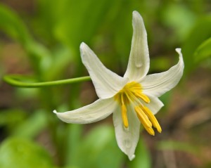 Avalanche Lily-9416