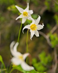 Avalanche Lily-9420-1