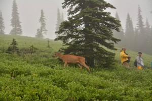 Black-tailed deer-9297