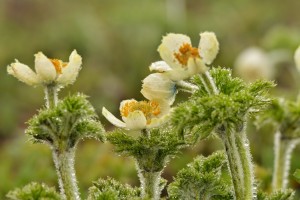 Pasqueflower-9341-2