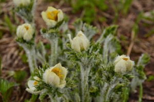 Pasqueflower_9348