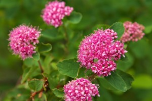 Rosy Spirea-9449-1