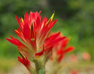 Scarlet Paintbrush-9398-1