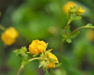 Subalpine Buttercup-9286-1