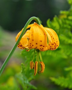 Tiger Lily-9477