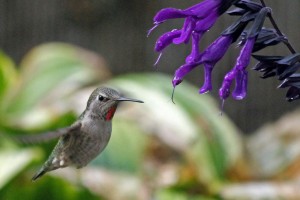 Hummingbird