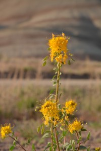 Golden bee plant (Cleome platycarpa)-9635