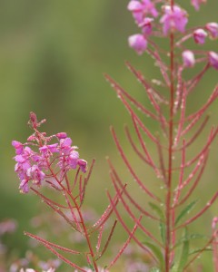 Fire Weed-4064