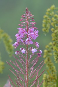 Fire Weed-4068
