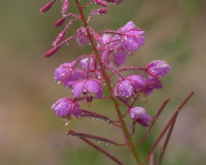 Fire Weed-4081