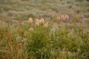 Pasque Flowers-3991