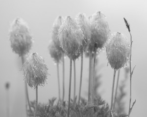 Pasque Flowers-4010-BW