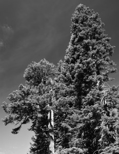 Mt Shasta - Panther Meadows-5899-BW