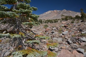 Mt Shasta - Panther Meadows-6018