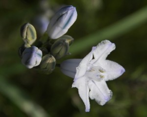 bi-colored-cluster-lily-at-catherine-creek-1313_26393822206_o