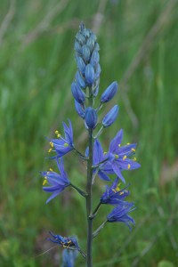 common-camas-at-catherine-creek-1413_26419756095_o