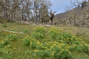 desert-parsley-at-catherine-creek-1536_26353591941_o