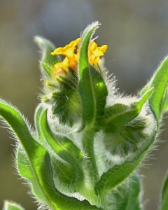 fiddleneck-at-columbia-hills-state-park-1758-1_26353756071_o