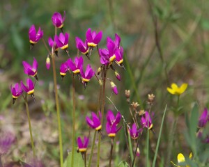 shooting-stars-at-catherine-creek-1532_26419756945_o