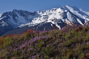 paintbrush--penstemon-at-loowit-viewpoint-5654_27835021491_o