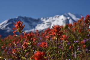 paintbrush--penstemon-at-loowit-viewpoint-5658_27298775613_o