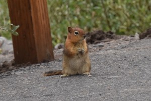 chipmunk-2718_29629756911_o