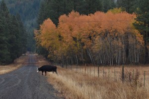 conboy-lake-national-wildlife-refuge-3727_30093926834_o