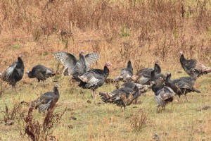 conboy-lake-national-wildlife-refugewild-turkey-3818_30726529835_o